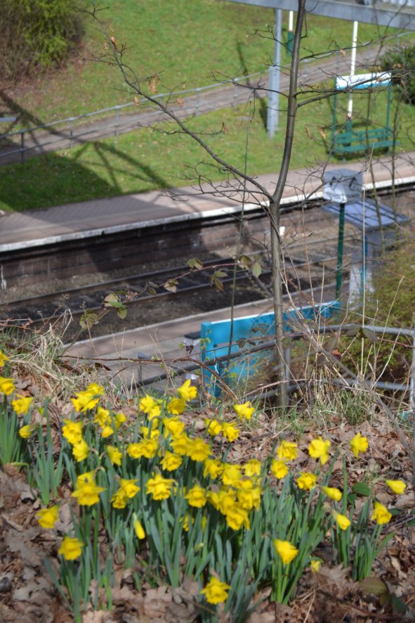 Daffodills at Runcorn East Station
